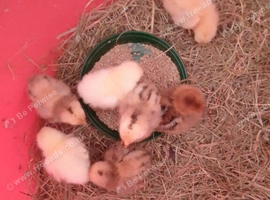 Farmyard bantam chicks