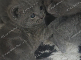 5 British shorthair kittens for sale not ready for 5 weeks!!!