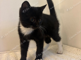 Lovely little Kitten