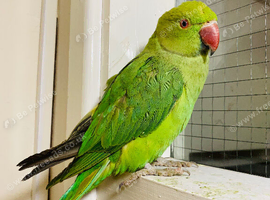 Stunning young Indian Ringnack parrot