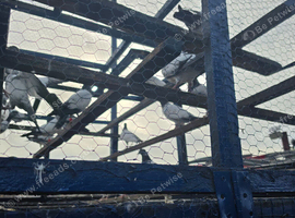 baby highfly pigeons