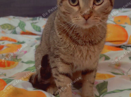 Tabby cat
