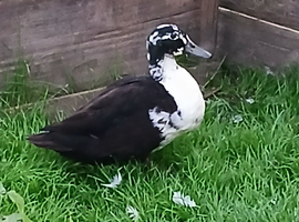 Cayuga cross drake Free to  good  home
