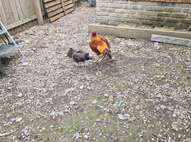 Quality pair of shamo