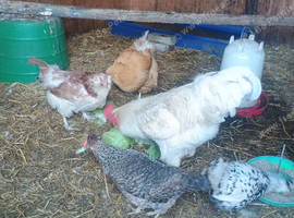 4 hens and cockerel