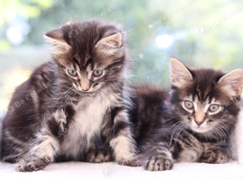 Tabby Kittens READY SOON