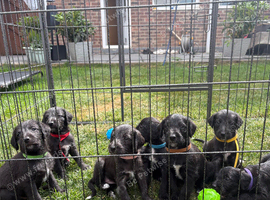 Genuine 1st cross Bedlington Terrier/Whippets