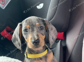 Miniature dachshund puppies for sale
