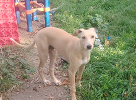 Saluki x bull x grey 6 month old boy dog