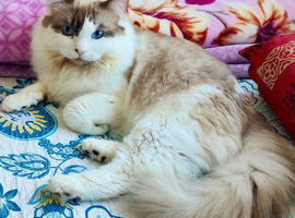 Ragdoll for stud(Not for sell or rehome)