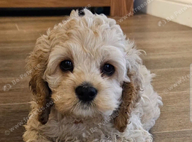 American cockerpoo f1b puppies