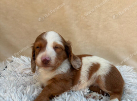 6 Dachshund Boys  available