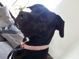 Princess cane corso