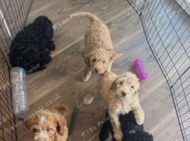 Cockapoo puppy