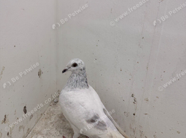 Racing pigeons for sale