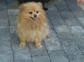 Pomeranian female