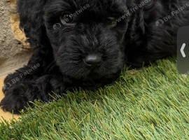 Lovely Cavapoos