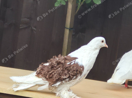 Peigon for sale &pound;40 each