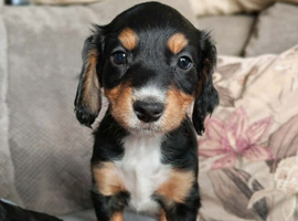 Beautiful Cockapoo Puppies &ndash; Ready to leave this weekend!