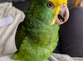 Double yellow headed Amazon Magna Parrot