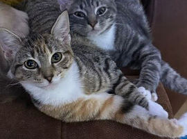Brother and sister