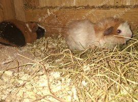 Guinea pigs looking for new lawns