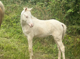 Two section B colt foals