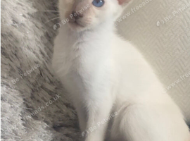 Full Siamese 1boy left