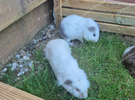 2 male guinea pigs
