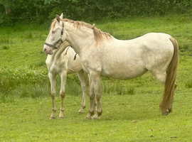 Cream pearl mare