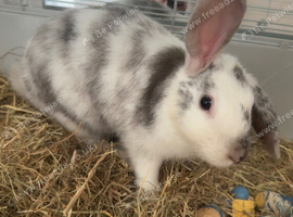Rabbit