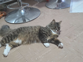 Siberian cat
