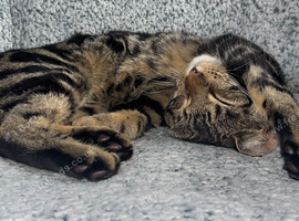 MALE TABBY CAT