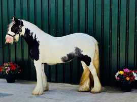 Piebald Traditional Cob Mare 13.2hh