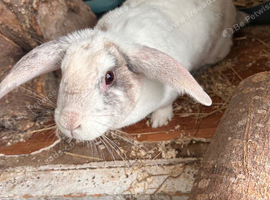 FEMALE RABBIT