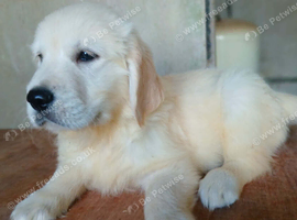 A Gorgeous Blonde boy  Ready now for his new home pics taken 10/08