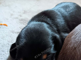 Dachshund puppies