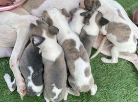 Whippet