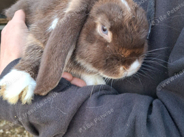 7 month old friendly mini lop