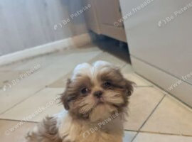 One Gorgeous Shih Tzu Girl Looking for Her Forever Home