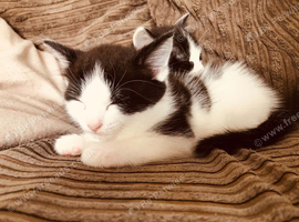 8 week kittens