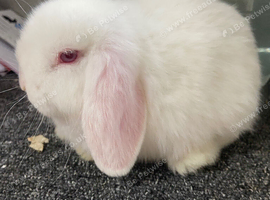 Female white lops