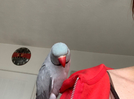 Blue/grey male ringneck and cage