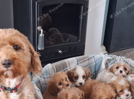 Cavapoo f1b 4 boys ready now