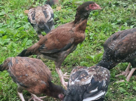 Aseel chicks