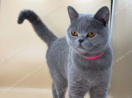 Beautiful British blue girl