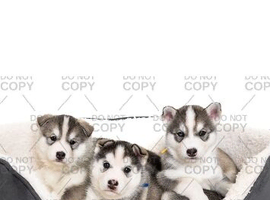 Husky puppies