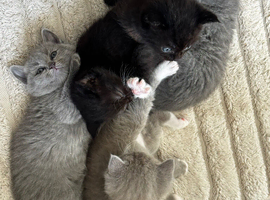 Ragdoll x British short haired kittens
