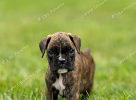 Boxer Puppies Available