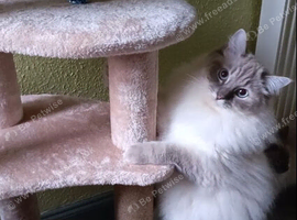 Ragdoll cats